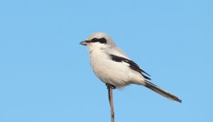 Great Grey Shrike