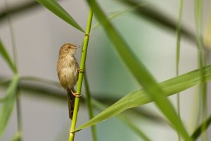 Graceful Prinia