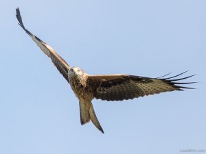 Red Kite