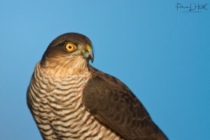 Eurasian Sparrowhawk