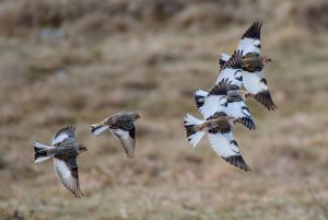 Snow buntings