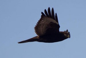 Rough legged hawk