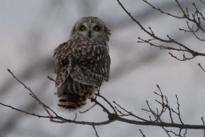 Short eared owl