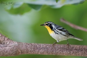 Yellow-throated Warbler