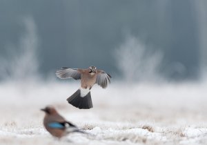 Garrulus glandarius