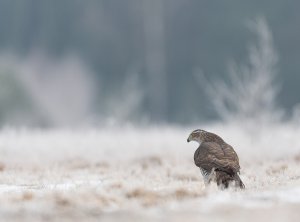 Accipiter gentilis