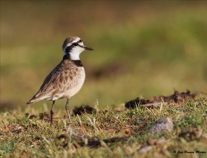 Black-banded Plover   (Charadrius thoracicus)