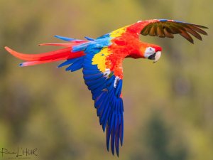 Scarlet Macaw