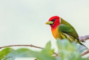 Red-headed Barbet