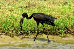 African Openbill, Chobe River,  Chobe National Park, Botswana, oct 11, 2016