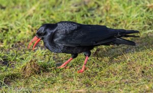 Chough