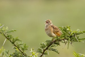 Rufous-Naped Lark