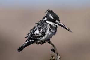 Pied Kingfisher