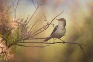 Eastern Olivaceous Warbler