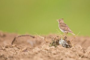 Crested Lark