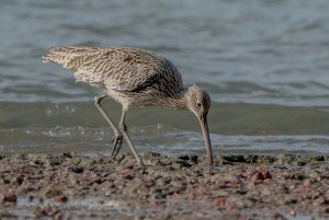 Eastern Curlew Foraging