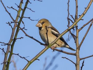 Hawfinch