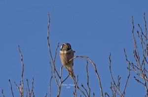 Northern Hawk Owl