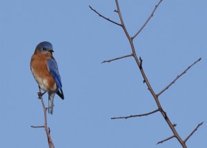 Eastern Bluebird