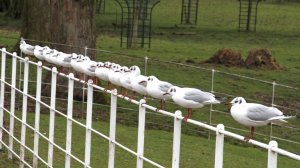 Juvinile Black-headed gulls