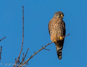 Kestrel