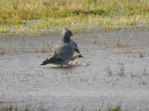 stock doves