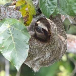 Brown-throated Three-toed Sloth (female)