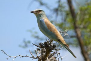 European Roller