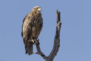 Tawny Eagle