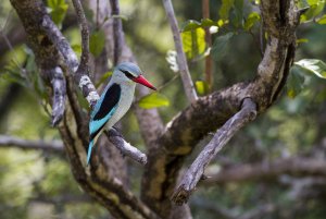 Woodland Kingfisher