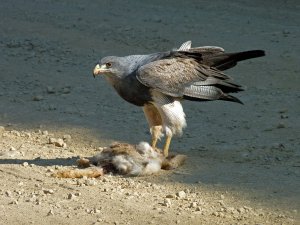 black-chested buzzard-eagle