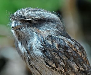 Tawny Frogmouth