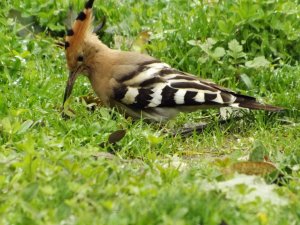 Hoopoe