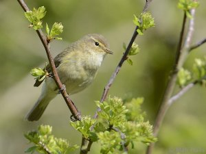 Chiffchaff