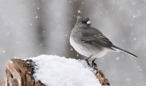 Snowy afternoon Junco