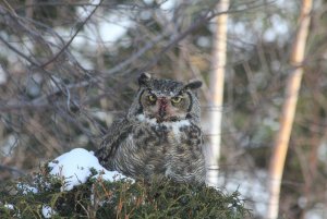 Great Horned Owl