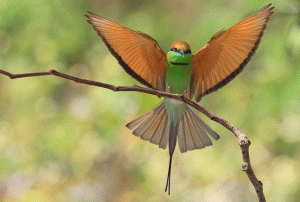 Green Bee-eater