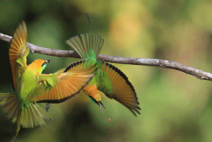 Green Bee-eater