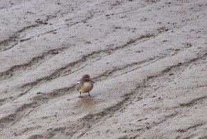 Teal  (male)