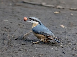 Nuthatch with peanut