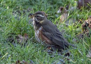 Redwing