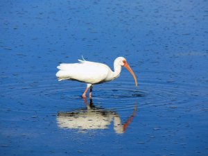 White Ibis