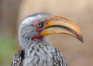 Yellow Billed Hornbill