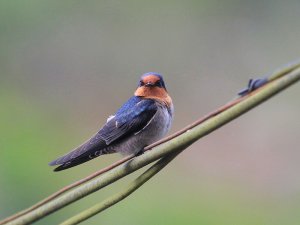 Hill Swallow Hirundo domicola