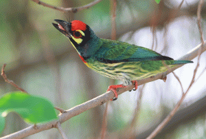 Coppersmith Barbet