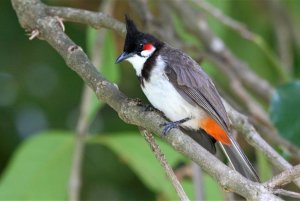 A curious bulbul