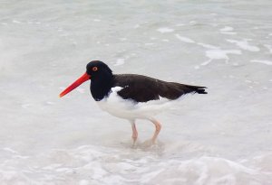 American Oystercatcher