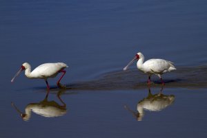 Spoonbills