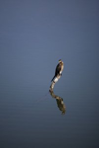 White-fronted Cormorant