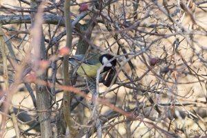 Walnut tit